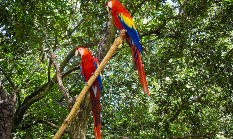 Gumbalimba Park botanical garden