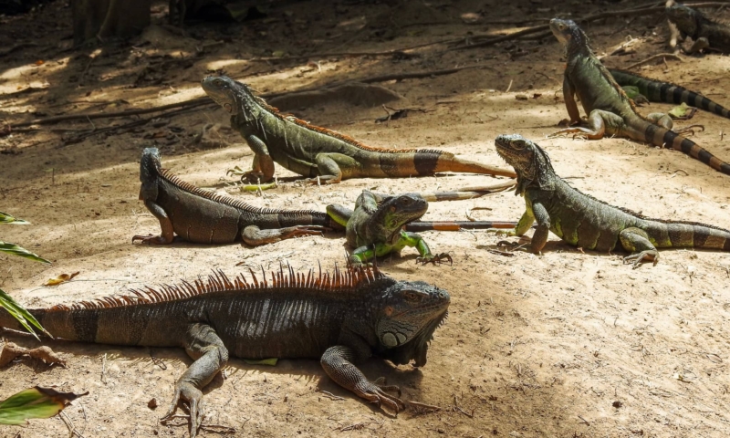 Gumbalimba Park iguanas