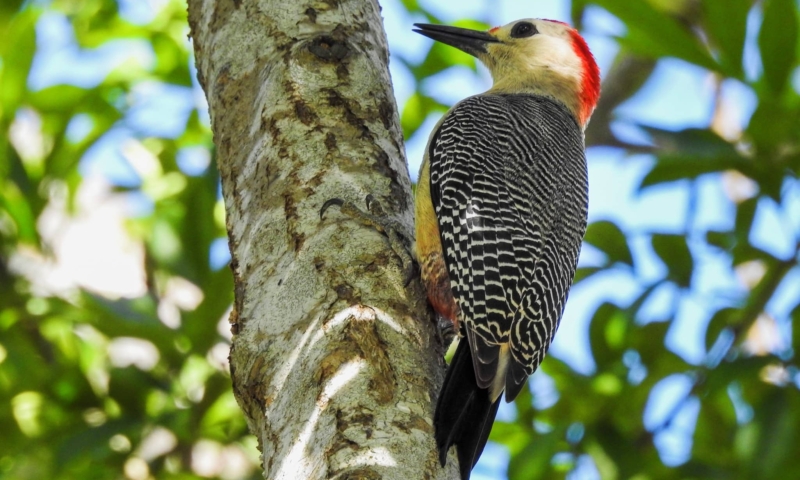 Gumbalimba park tour
