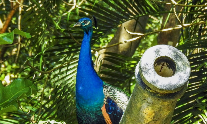 Gumbalimba park shore excursion