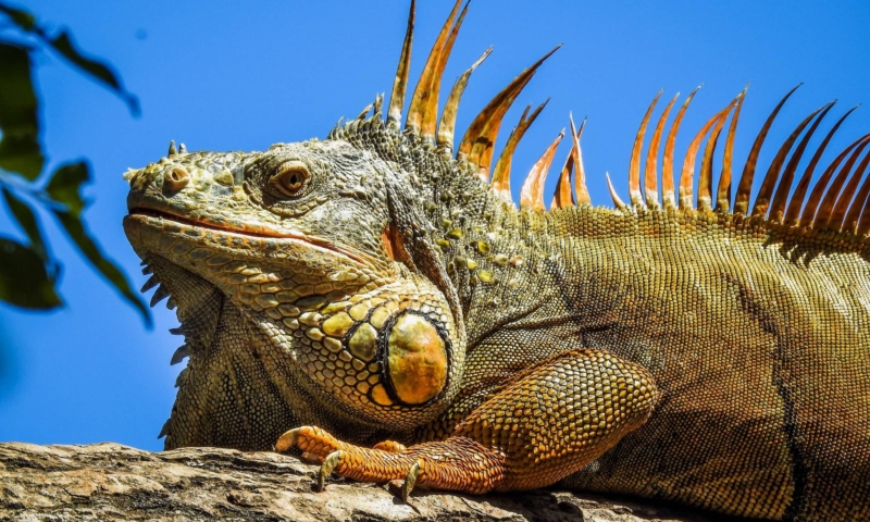 gumbalimba park iguanas