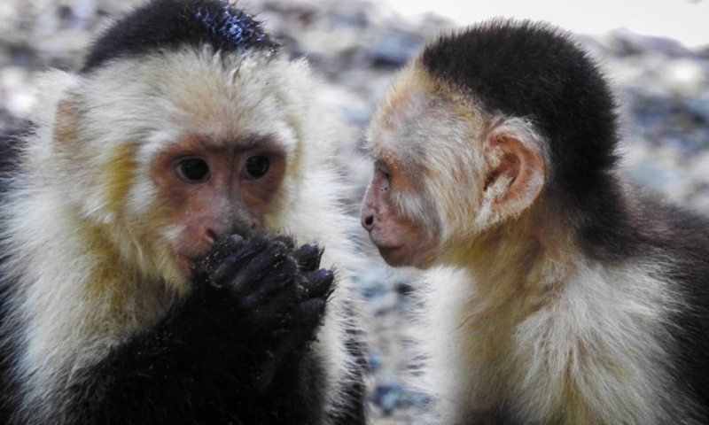 Gumbalimba park monkeys