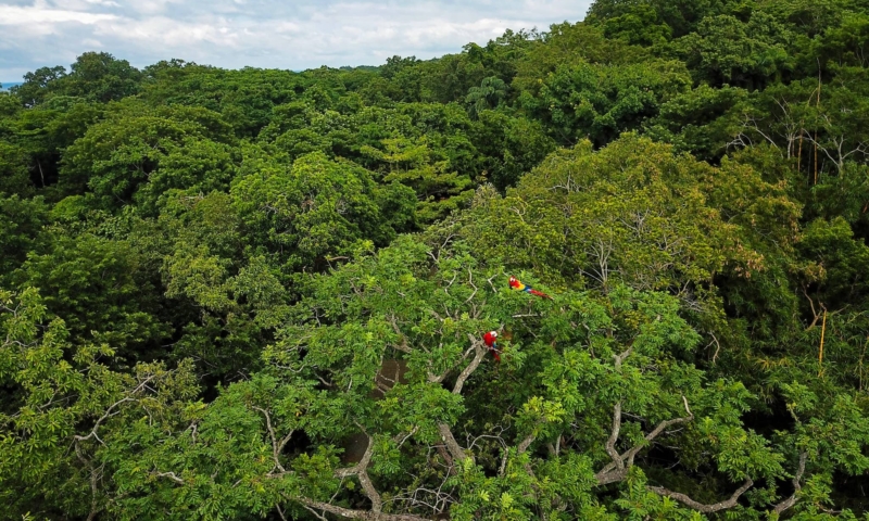 gumbalimba park macaws