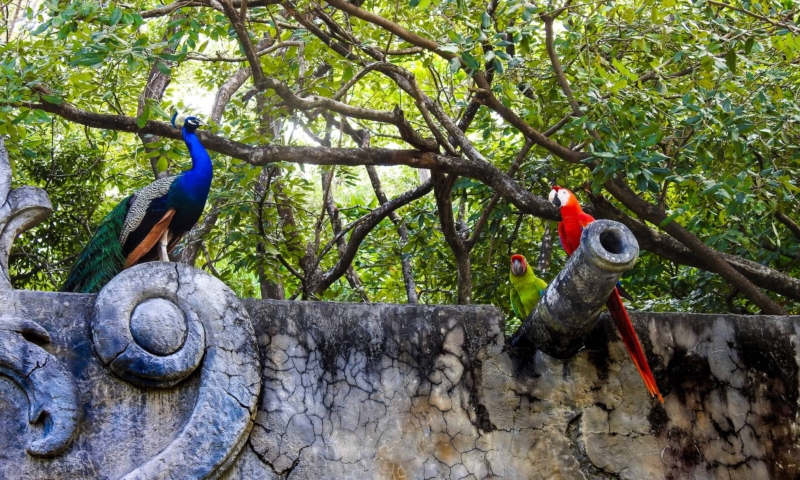 gumbalimba park birds
