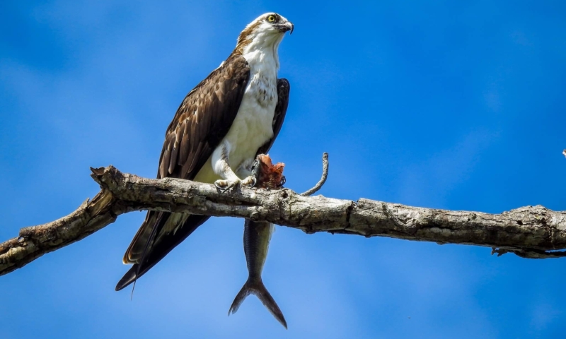 gumbalimba park tour