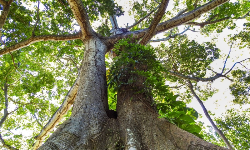 gumbalimba park roatan