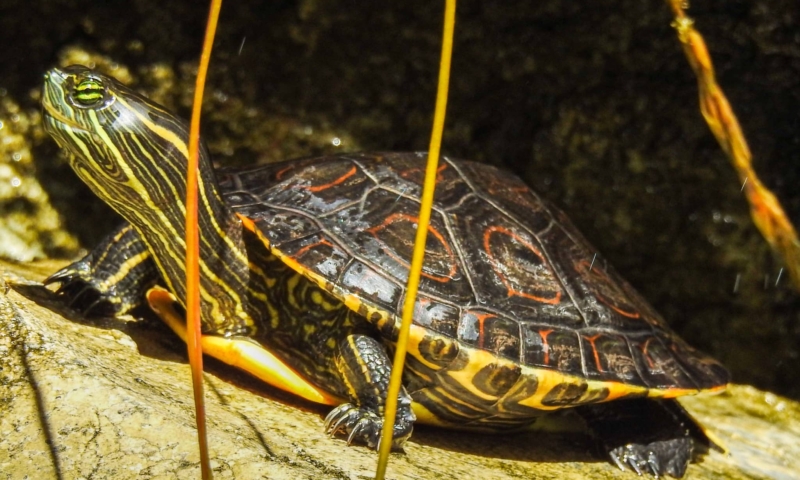 gumbalimba park turtle