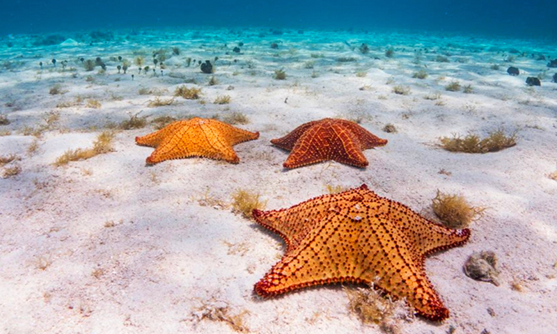 roatan starfish snorkeling