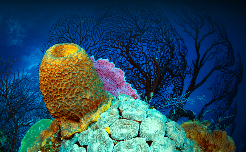 roatan coral reef