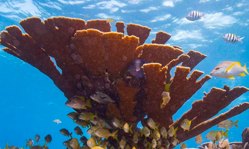 roatan snorkeling tours