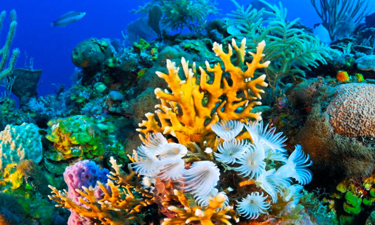 5 fun facts about Roatan coral reefs - Roatan Five Stars Tours