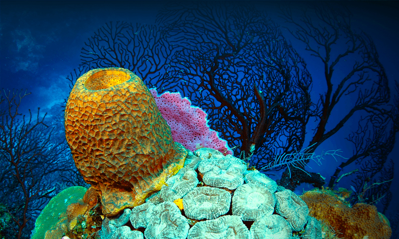 roatan snorkeling tour