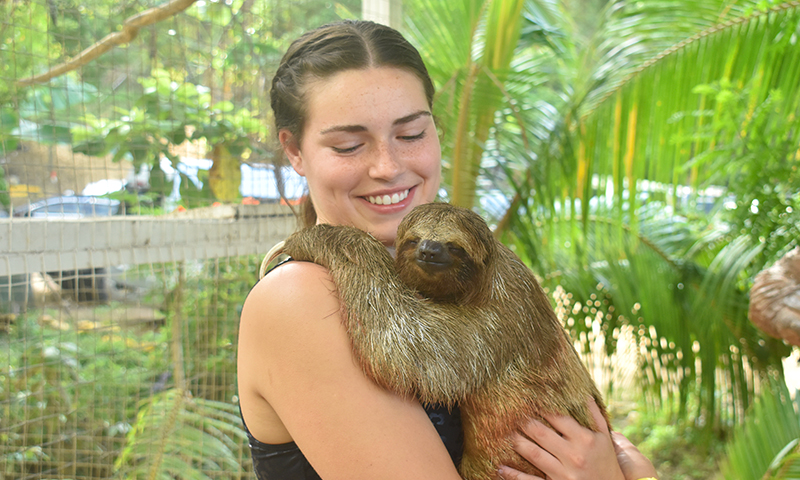 roatan sloth