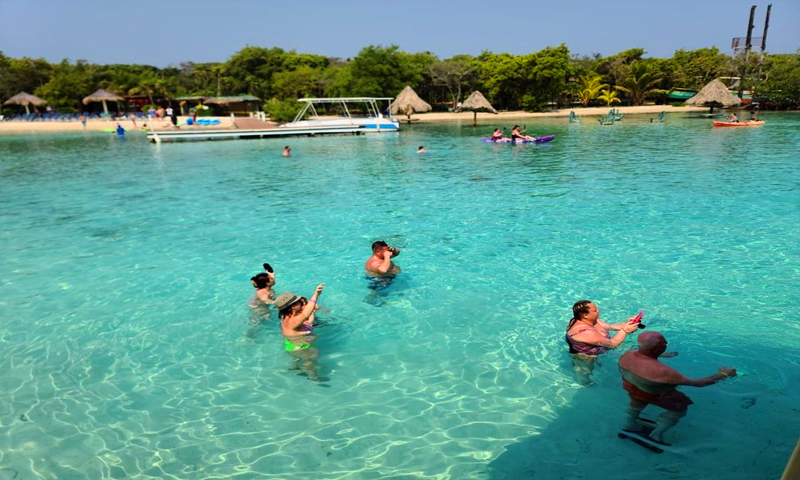 Little French Key pigs