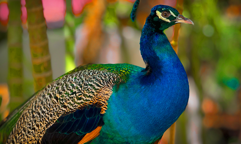 fantasy island all inclusive beach pass