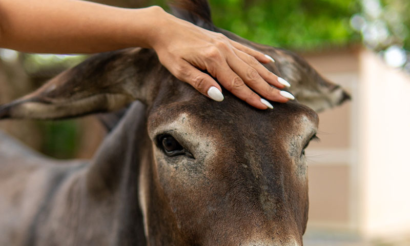 Hacienda del cielo roatan