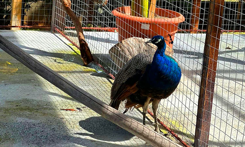 Hacienda del cielo roatan