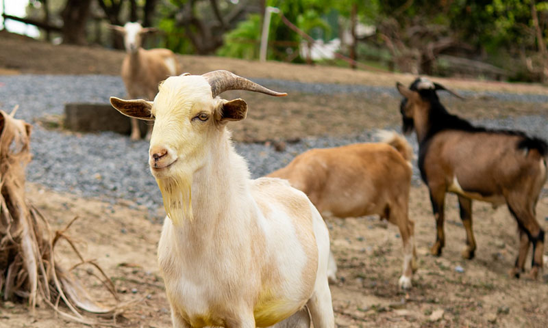 Hacienda del cielo roatan
