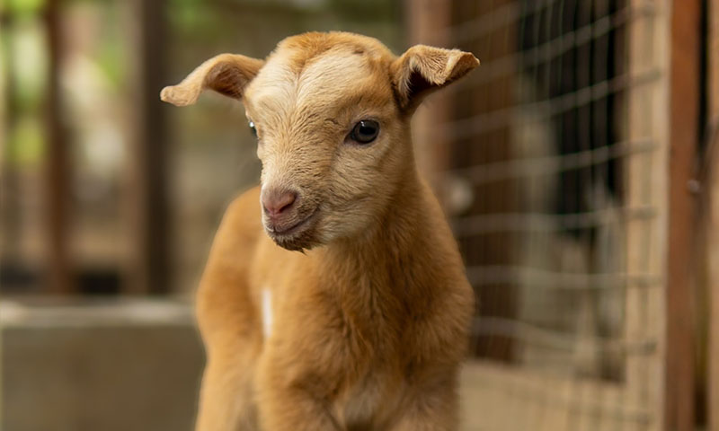 Hacienda del cielo roatan
