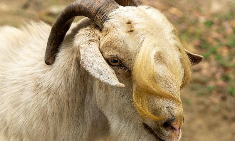 Hacienda del cielo roatan