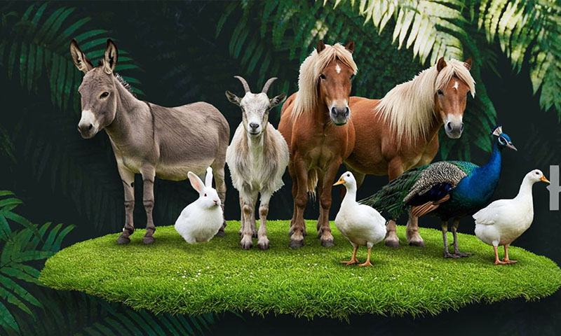 Hacienda del cielo roatan