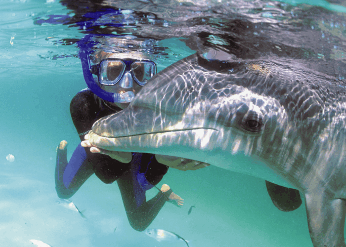 Roatan dolphin swim snorkel